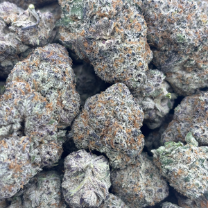 Tropicanna // OZ Special