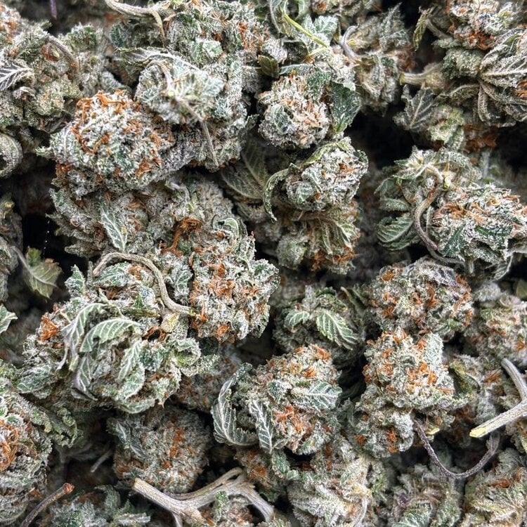 Popcorn Double OG // OZ Special