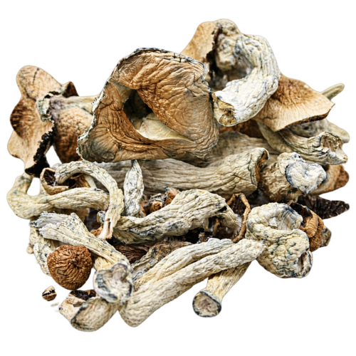 Chill Penis Envy Psilocybin Mushrooms