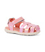 Pink Shine Paley II