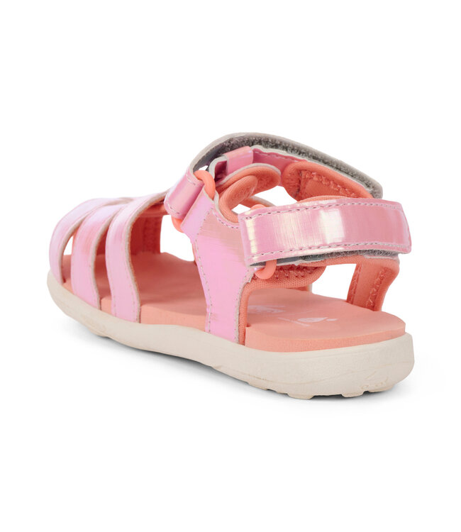 Pink Shine Paley II