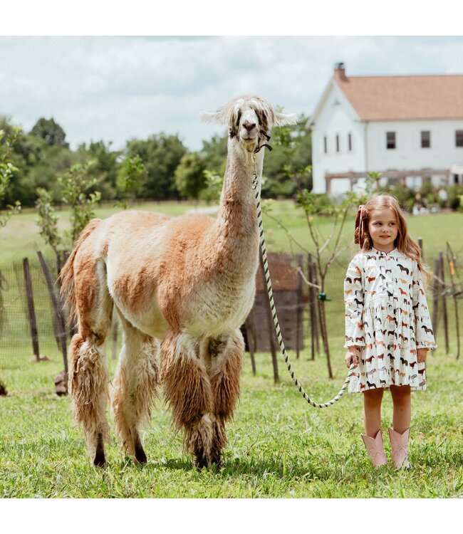 Horse Breeds Autumn Dress