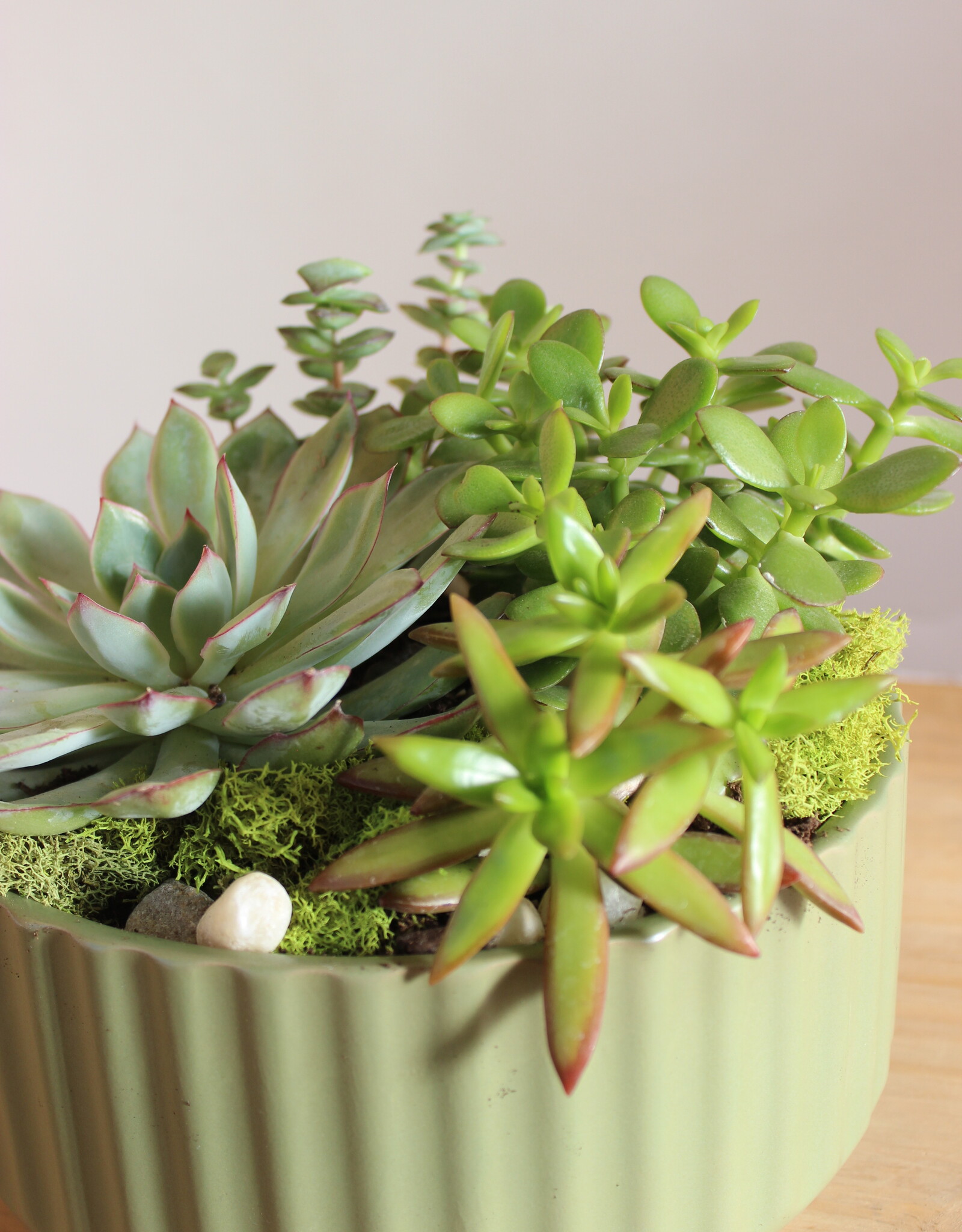 Succulent Garden