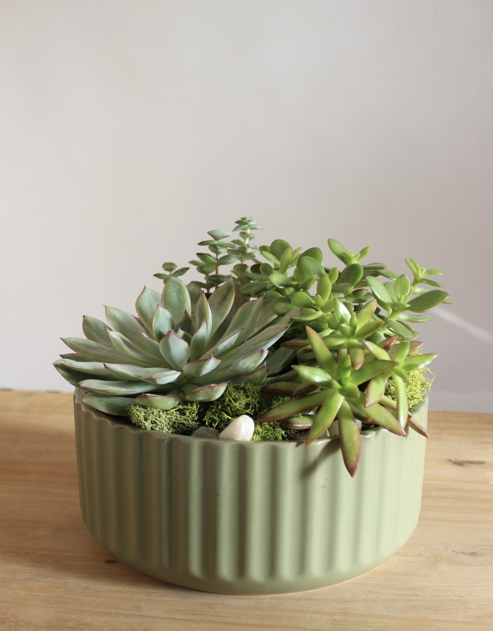 Succulent Garden