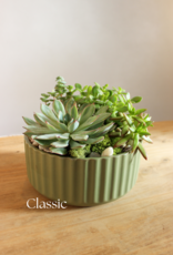 Succulent Garden