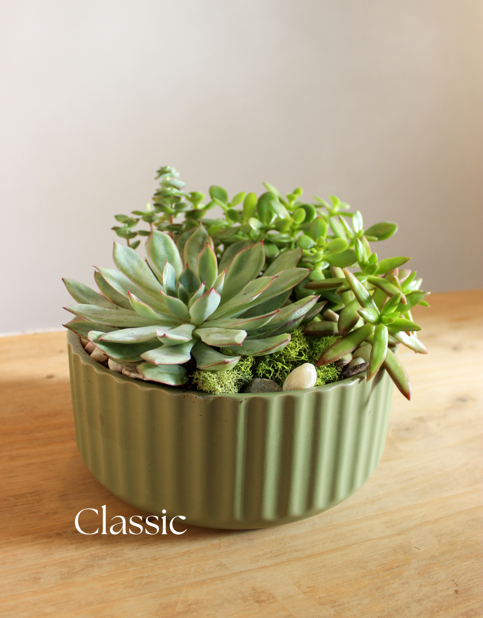 Succulent Garden