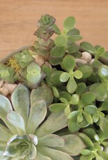 Succulent Garden