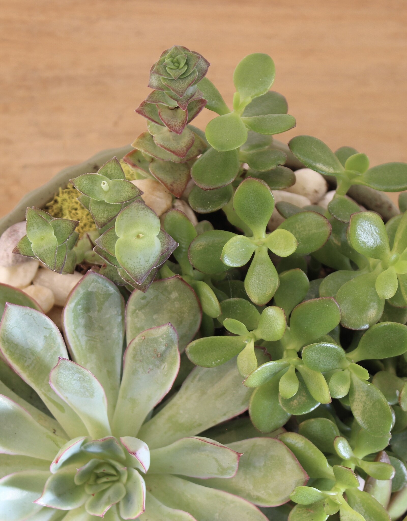 Succulent Garden