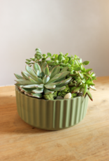 Succulent Garden