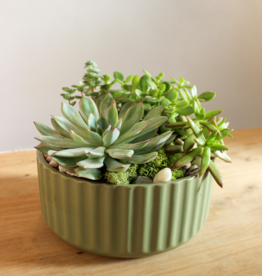 Succulent Garden