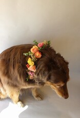 Dog Collar