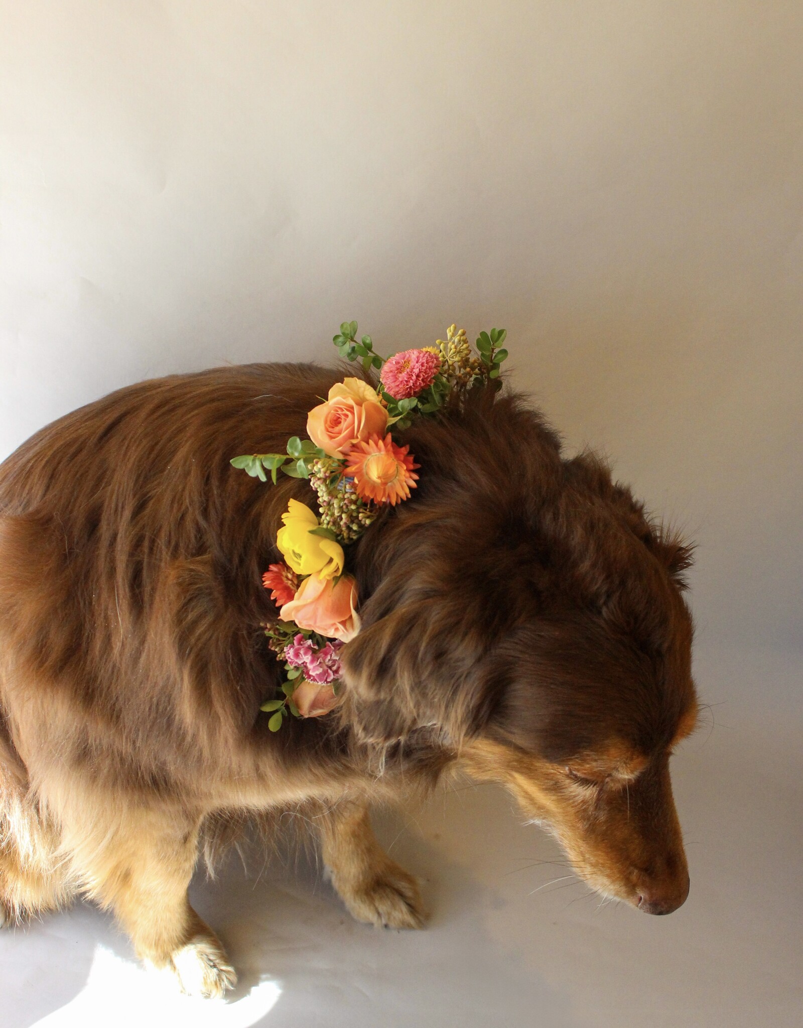 Dog Collar