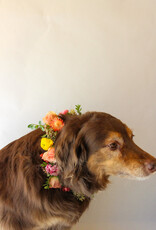 Dog Collar