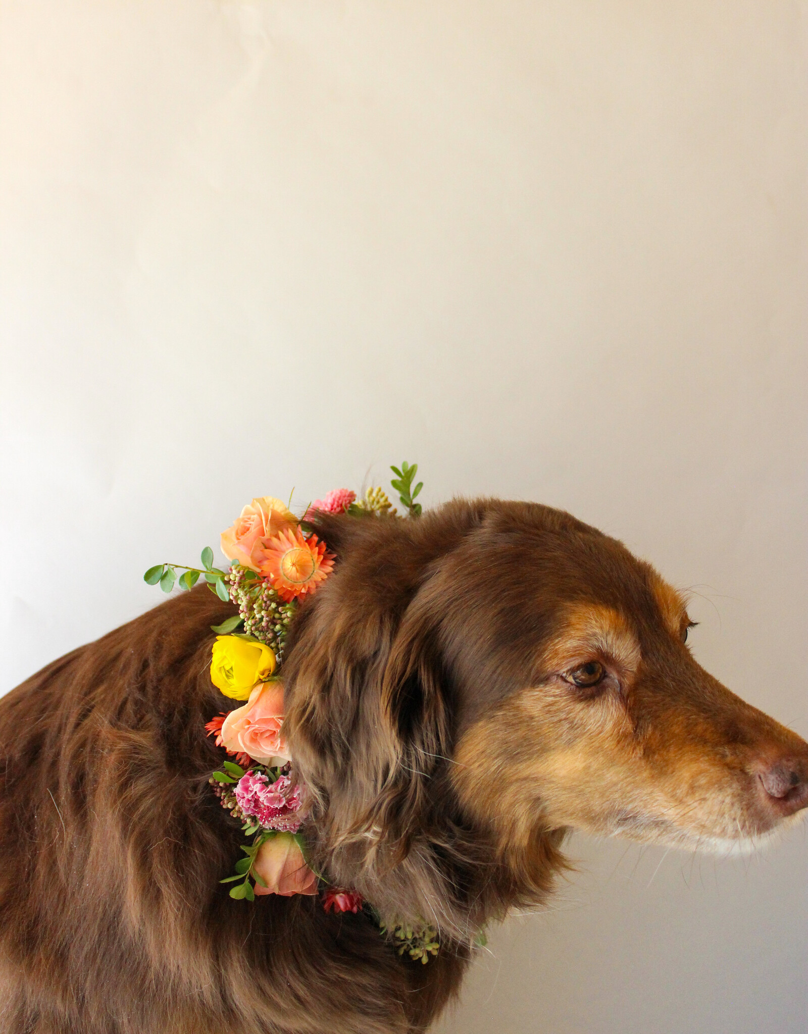 Dog Collar