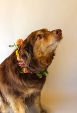 Dog Collar
