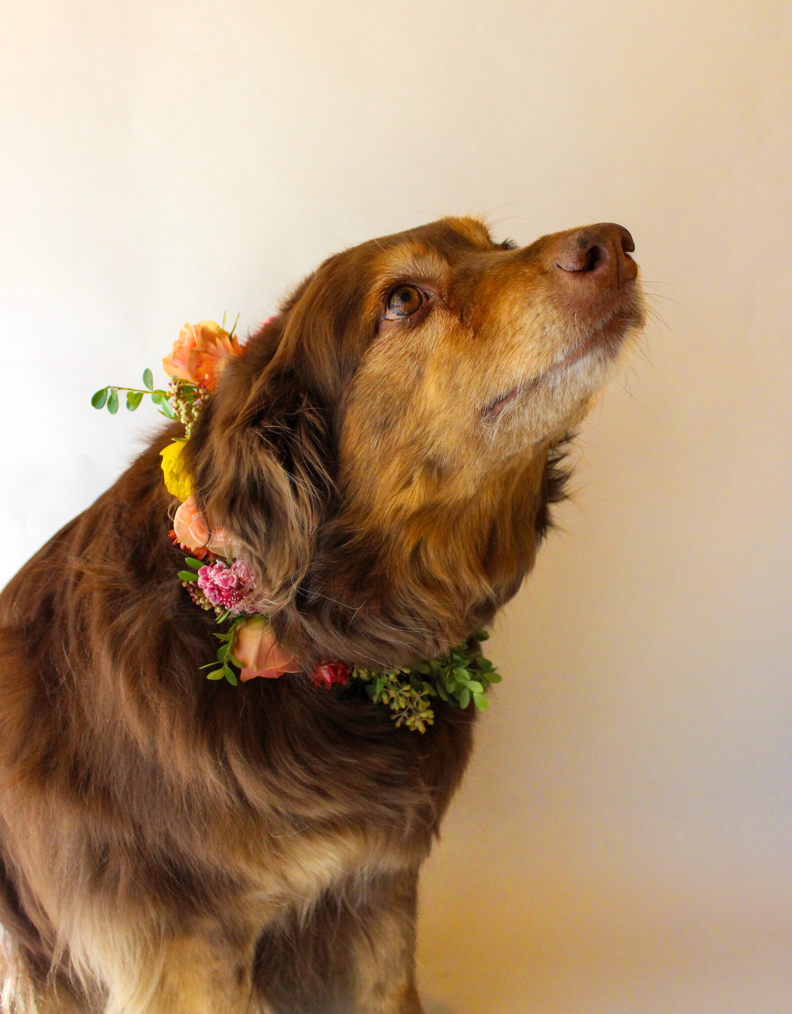 Dog Collar