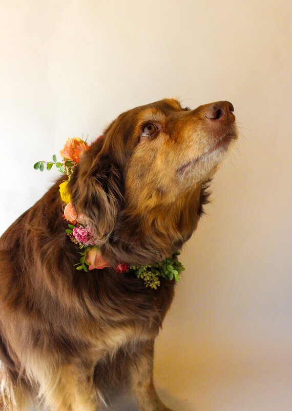 Dog Collar