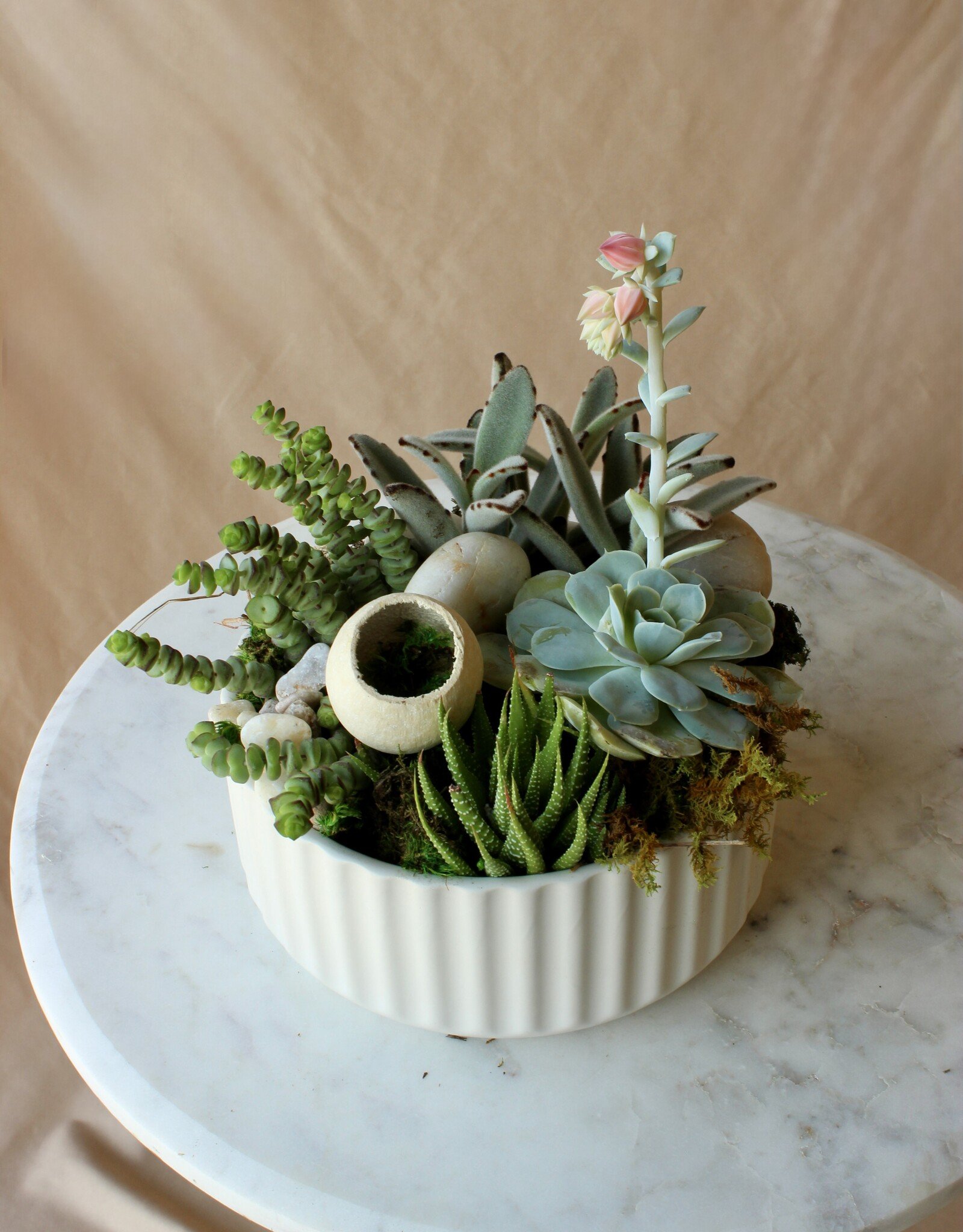 Succulent Garden