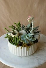 Succulent Garden