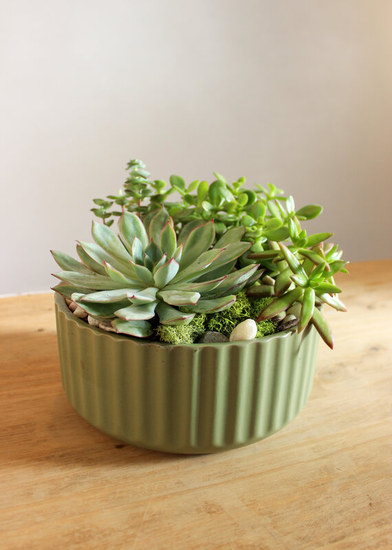 Succulent Garden