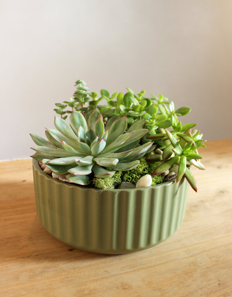 Succulent Garden