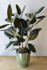 Designer's Choice Potted Plant