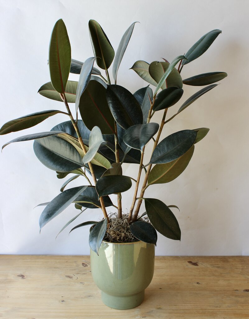 Designer's Choice Potted Plant