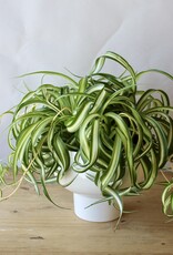 Designer's Choice Potted Plant