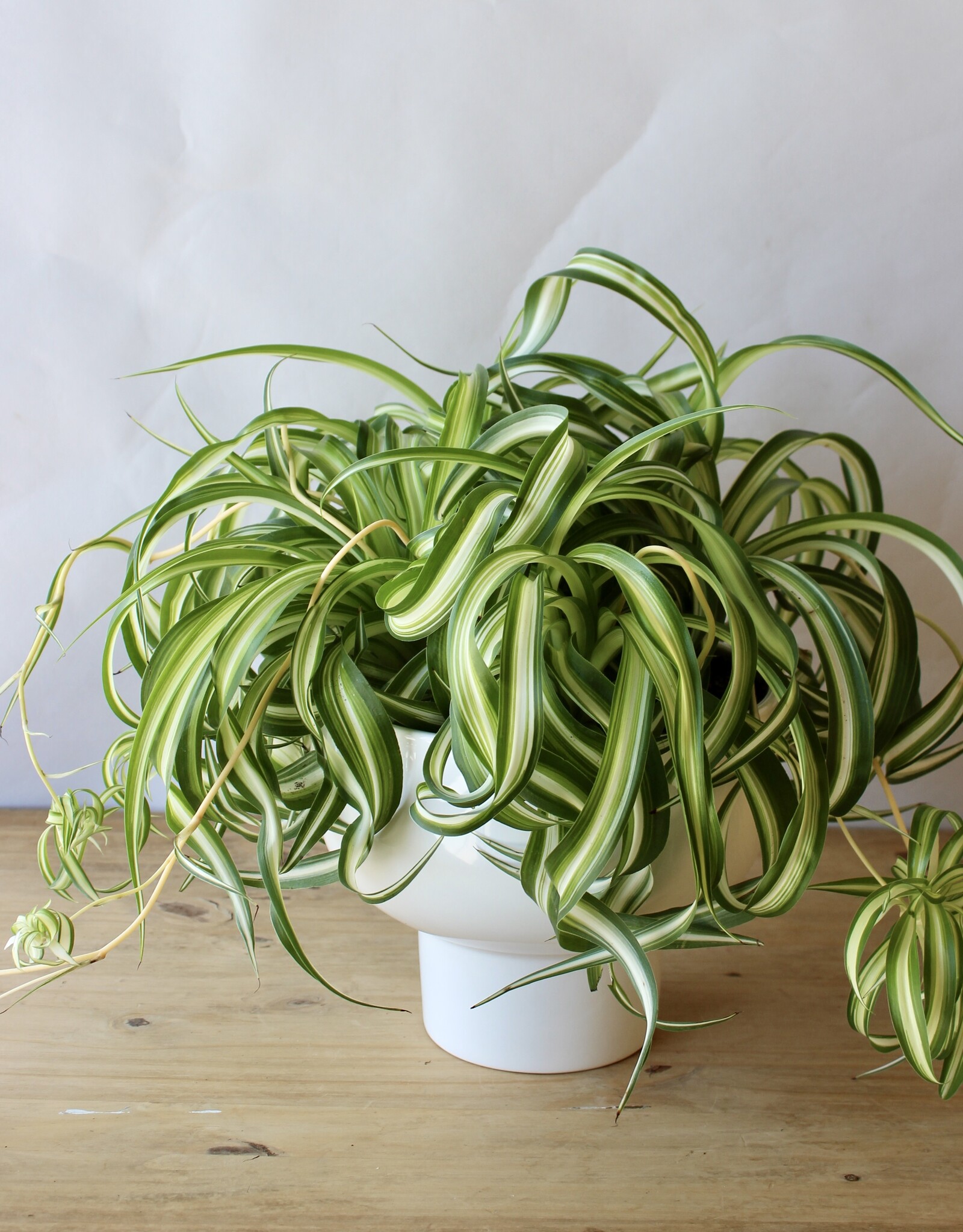 Designer's Choice Potted Plant