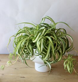 Designer's Choice Potted Plant