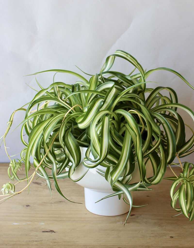 Designer's Choice Potted Plant