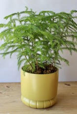 Designer's Choice Potted Plant