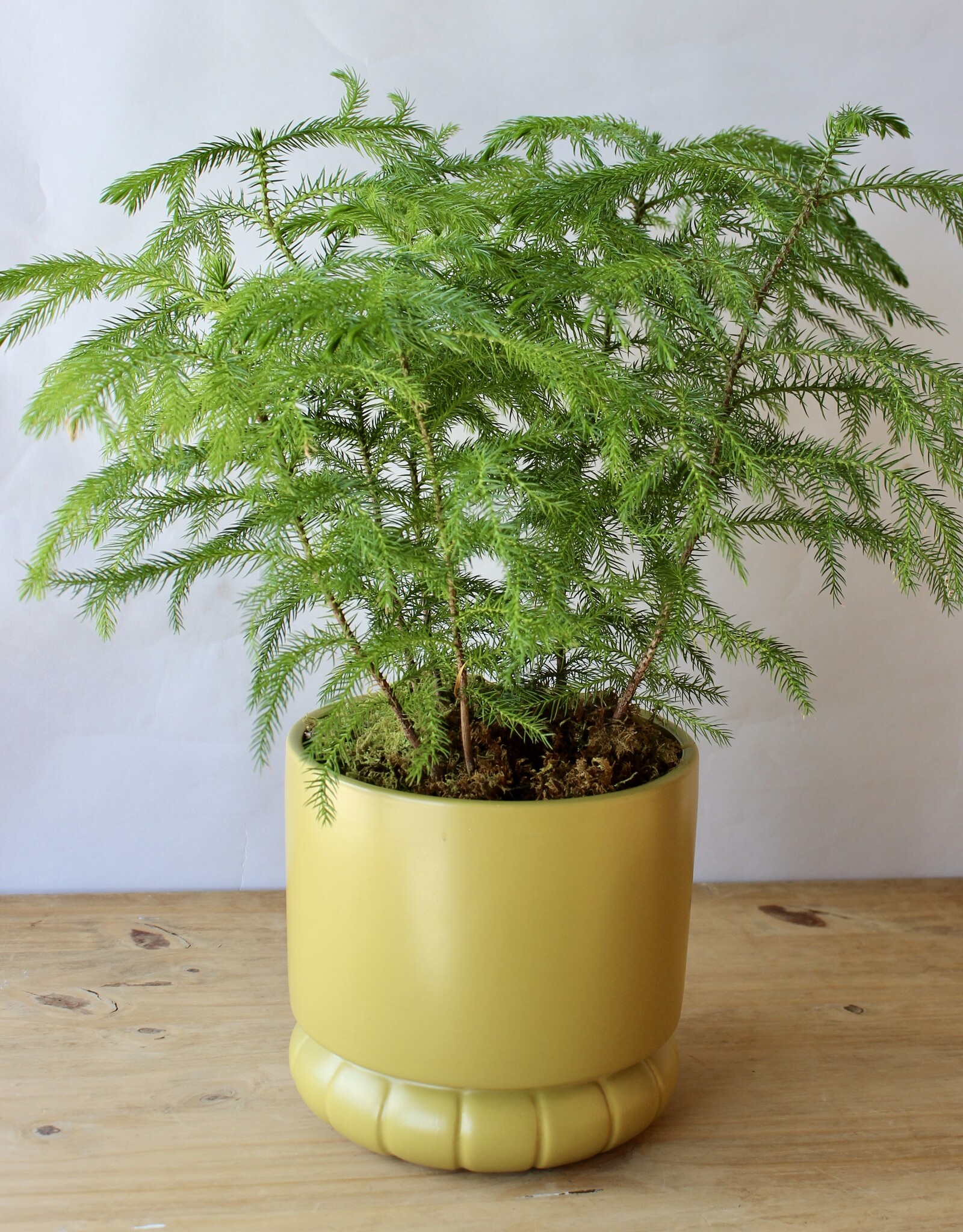 Designer's Choice Potted Plant