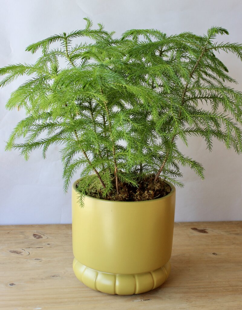 Designer's Choice Potted Plant
