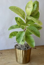 Designer's Choice Potted Plant