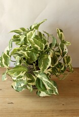 Designer's Choice Potted Plant