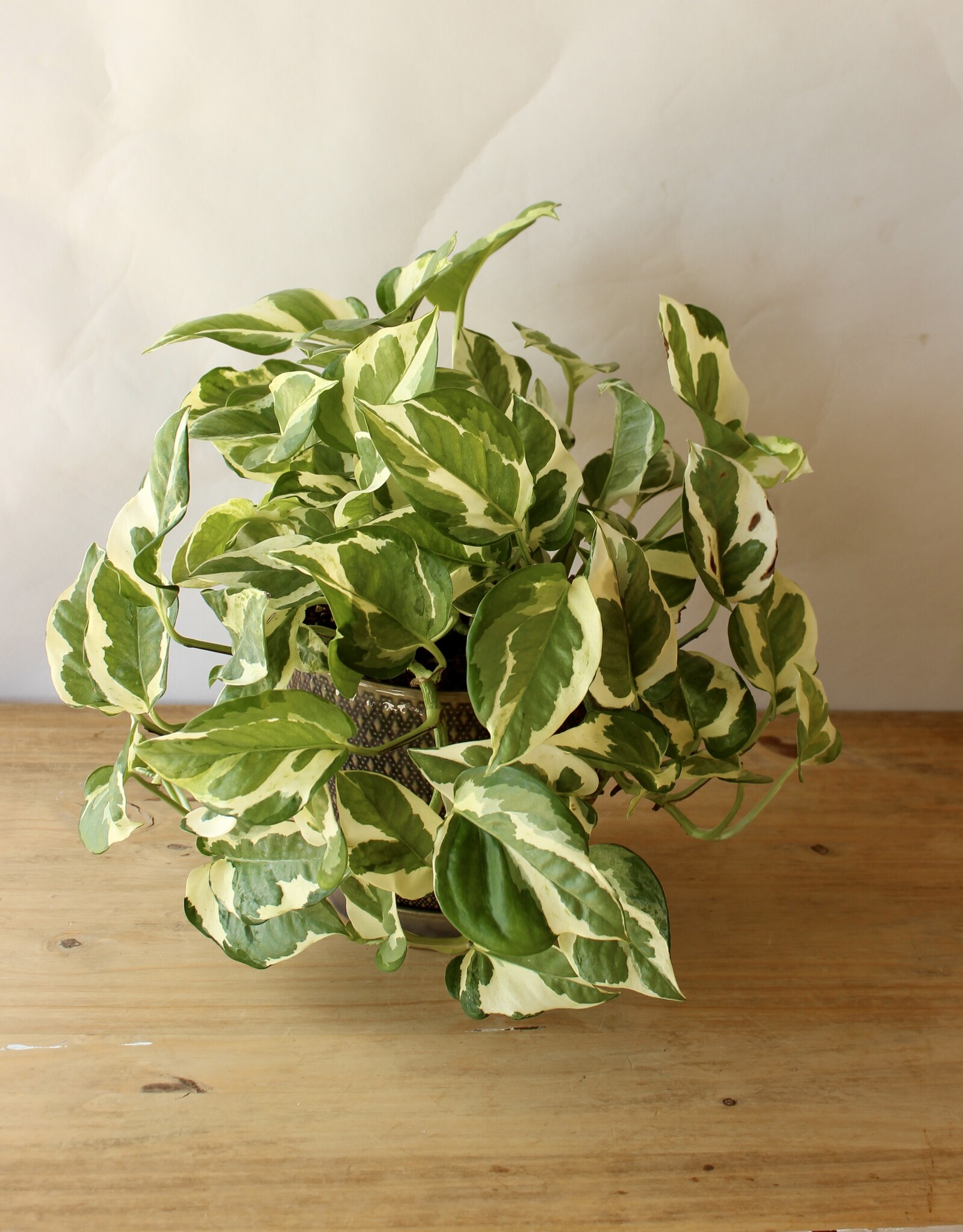 Designer's Choice Potted Plant
