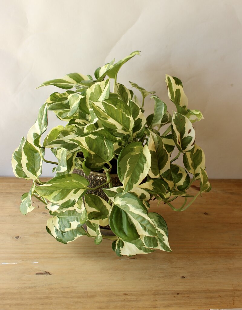 Designer's Choice Potted Plant