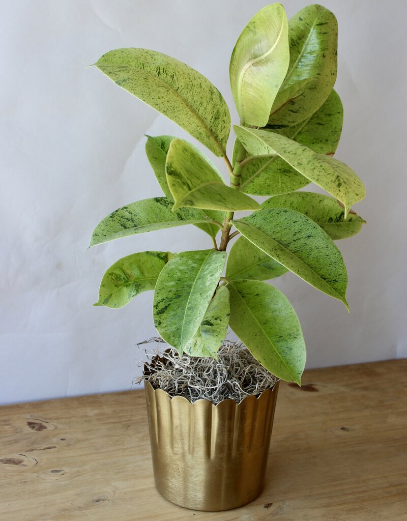 6 Inch Potted Plant
