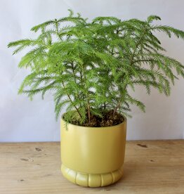 6 Inch Potted Plant
