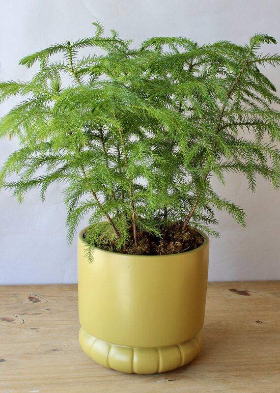 6 Inch Potted Plant
