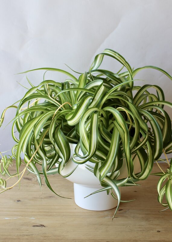 8 Inch Potted Plant