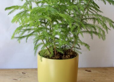 Plants