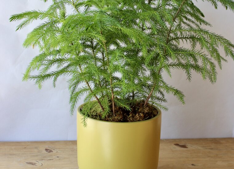 Plants