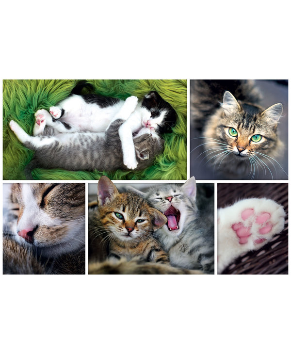Des chats, tout simplement - Collage - 1500 mcx