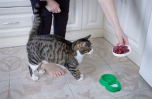 Raw Food For Cats