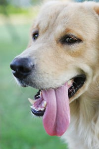 Diet & Digestion Support Your Pet's Dental Health