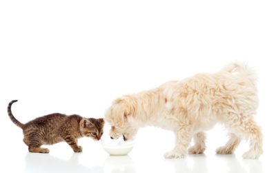 What Is Natural Pet Food?