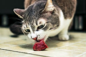 The Right Nutrition Supports Your Cat's Good Health
