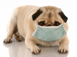 Kidney Disease in Cats and Dogs